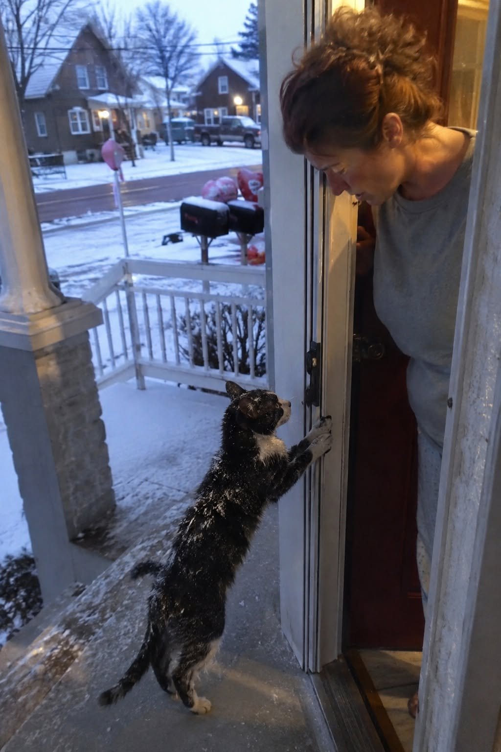 The Valentine Cat Who Scratched at My Door and Saved Me Too