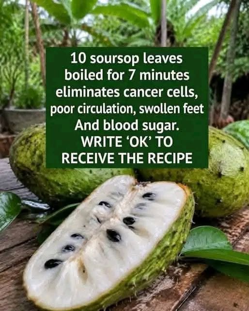 Soursop (Graviola): A Traditional Herbal Drink and What to Know