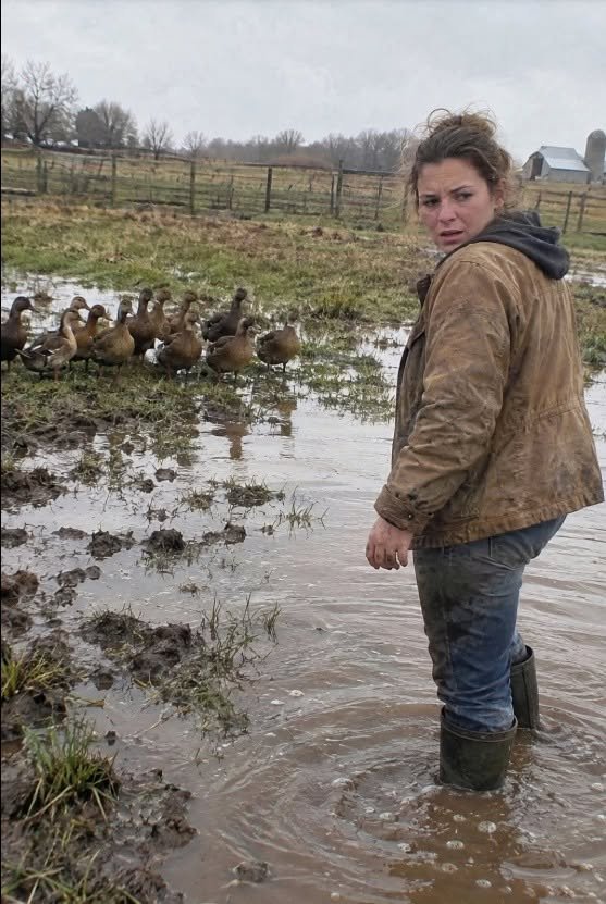 Eleven Ducks Refused to Cross One Corner—What Hannah Found Changed the Farm