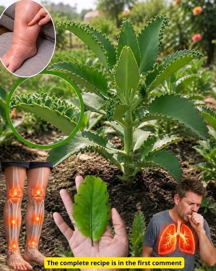 The “Miracle Leaf” for Diabetes, Cancer, Fatty Liver and High Blood Pressure? What You Should Know